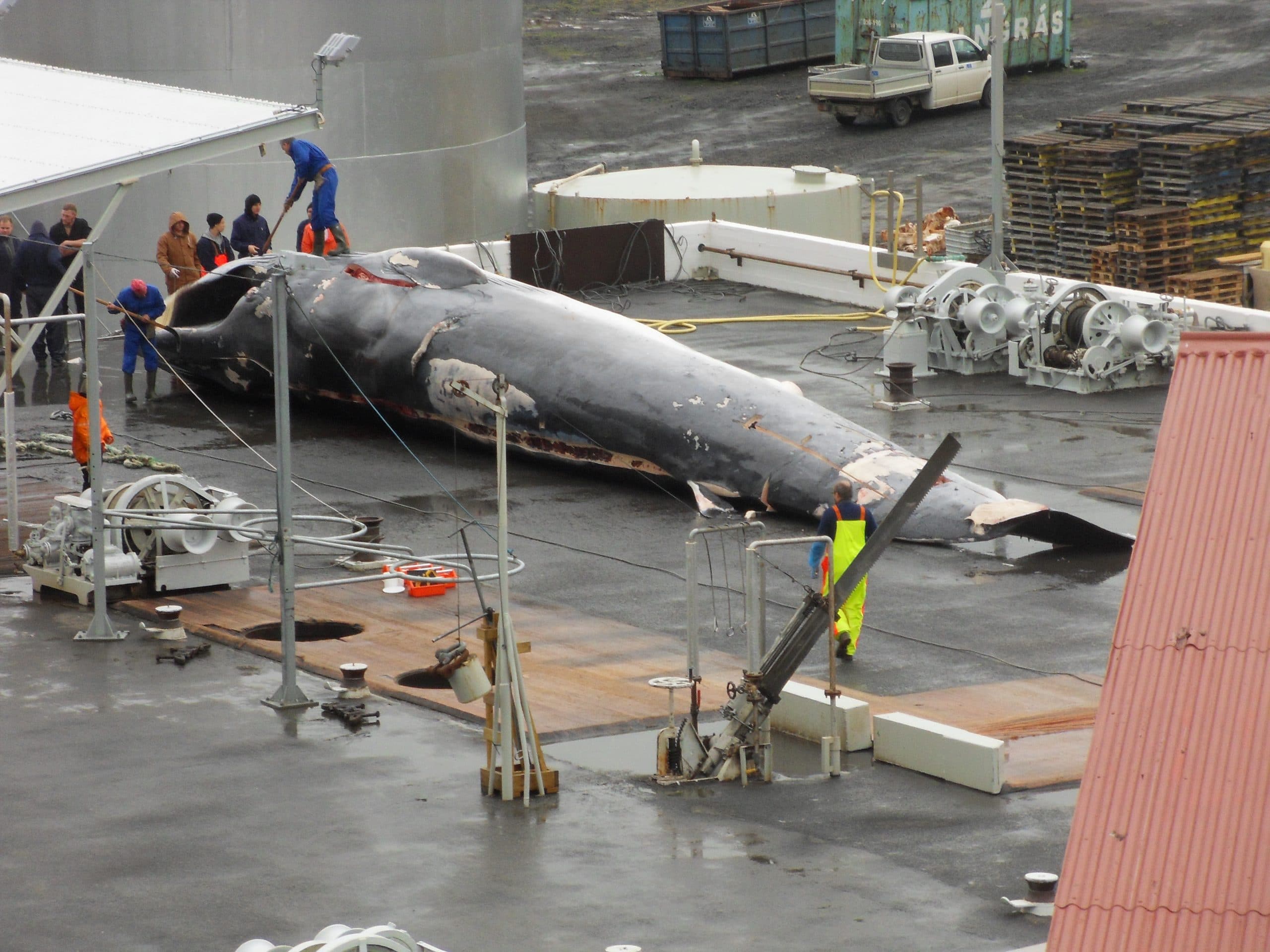 Dead whale at whaling station in Iceland