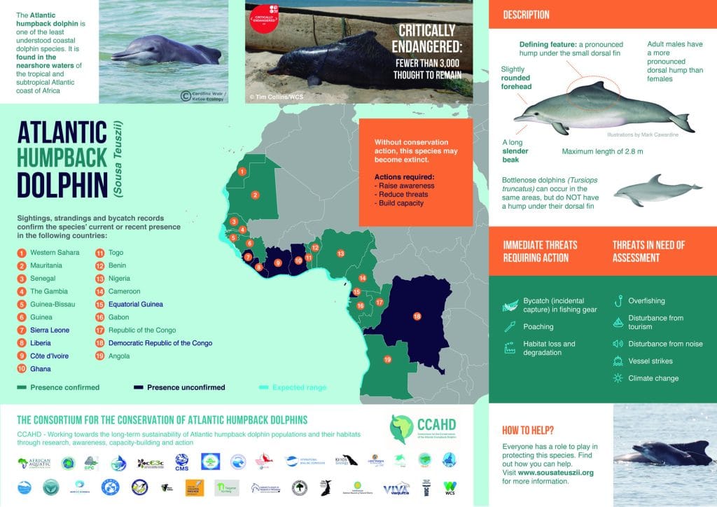 Atlantic humpback dolphin infographic