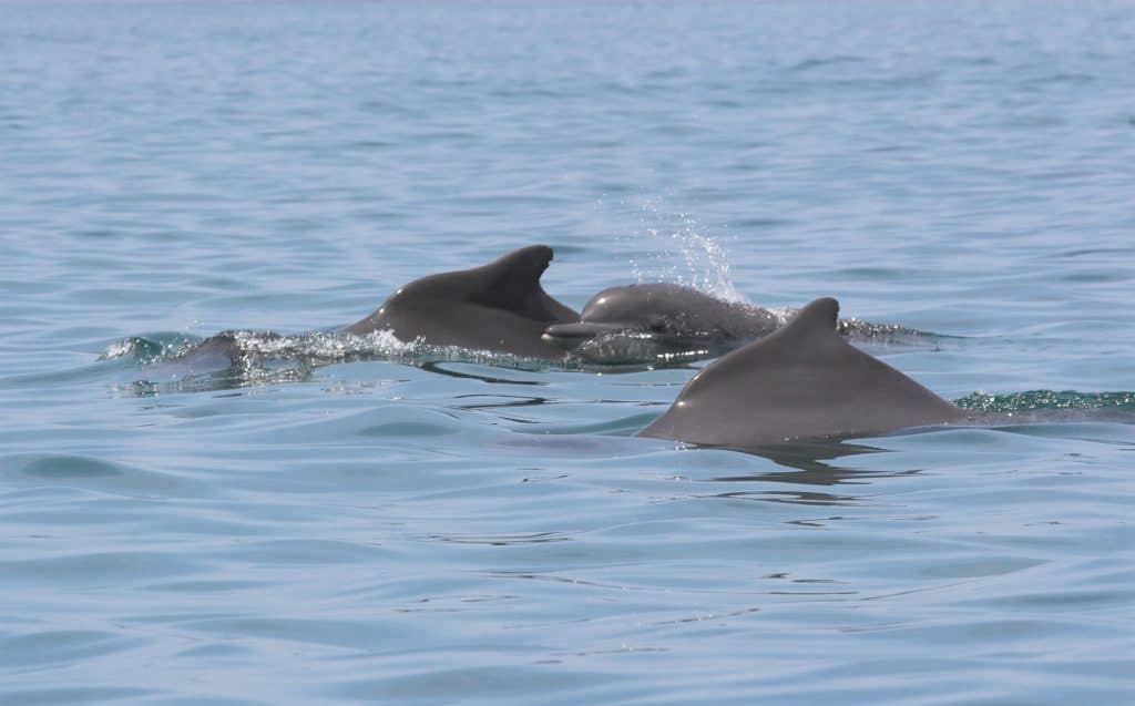 Atlantic humpback dolphin group
