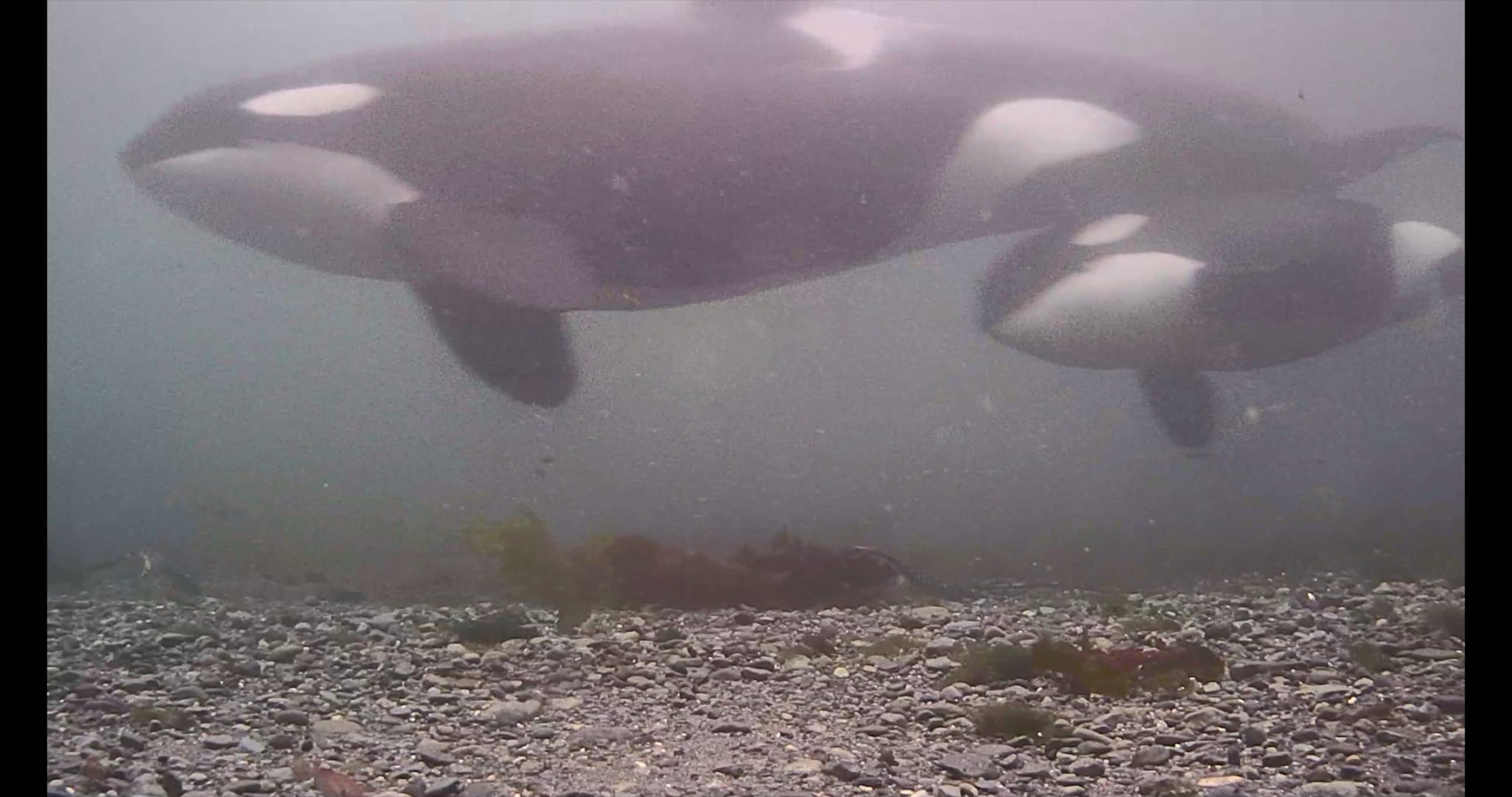 wild orca underwater