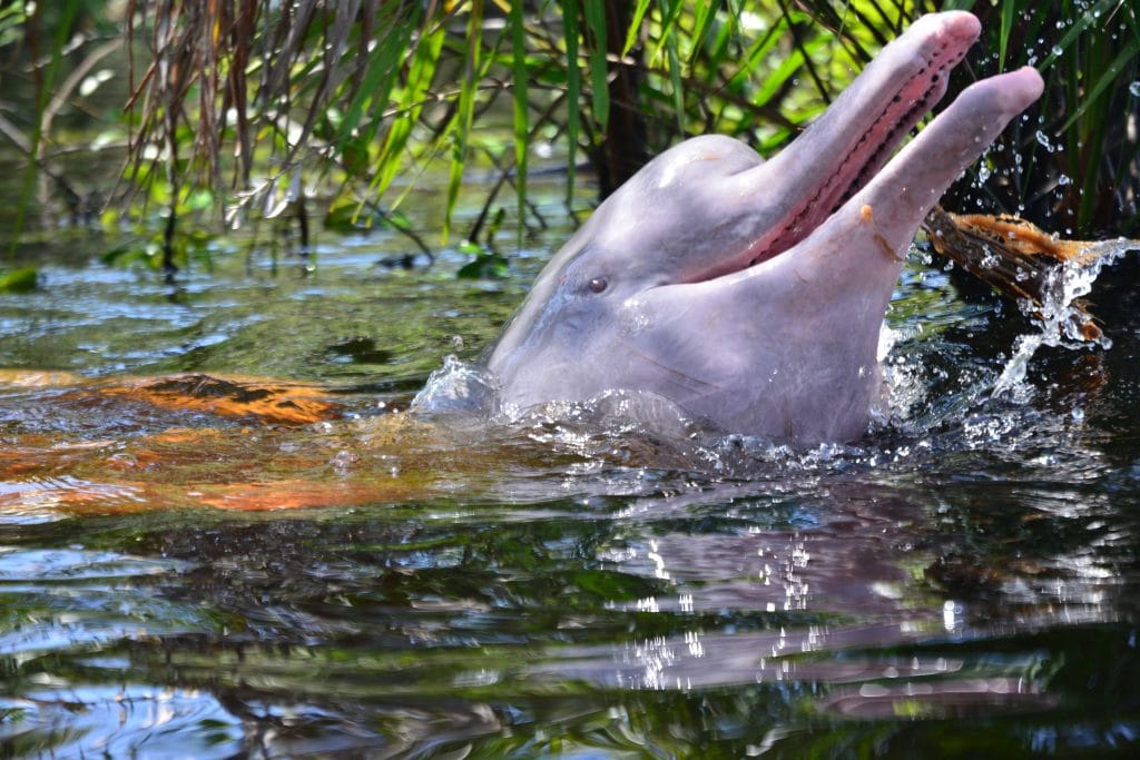 Meet The Legendary Pink River Dolphins Whale And Dolphin Conservation