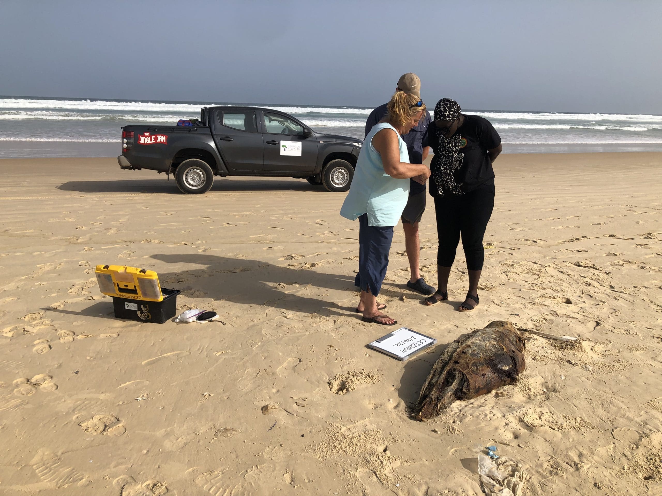 The Senegal beach survey team in action. Photo by AACF