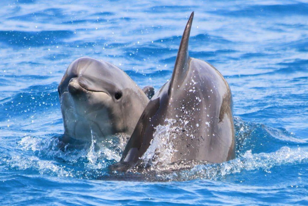 Black Sea bottlenose dolphins are in danger © Elena Gladilina