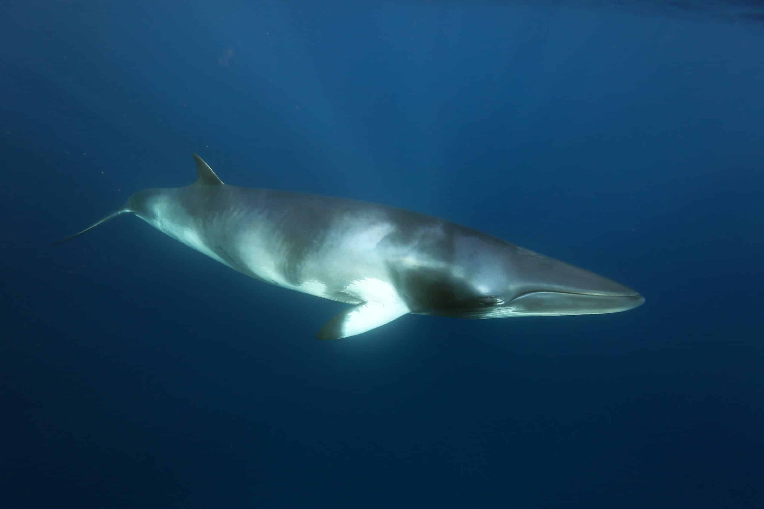 Information and facts about whaling - Whale and Dolphin Conservation