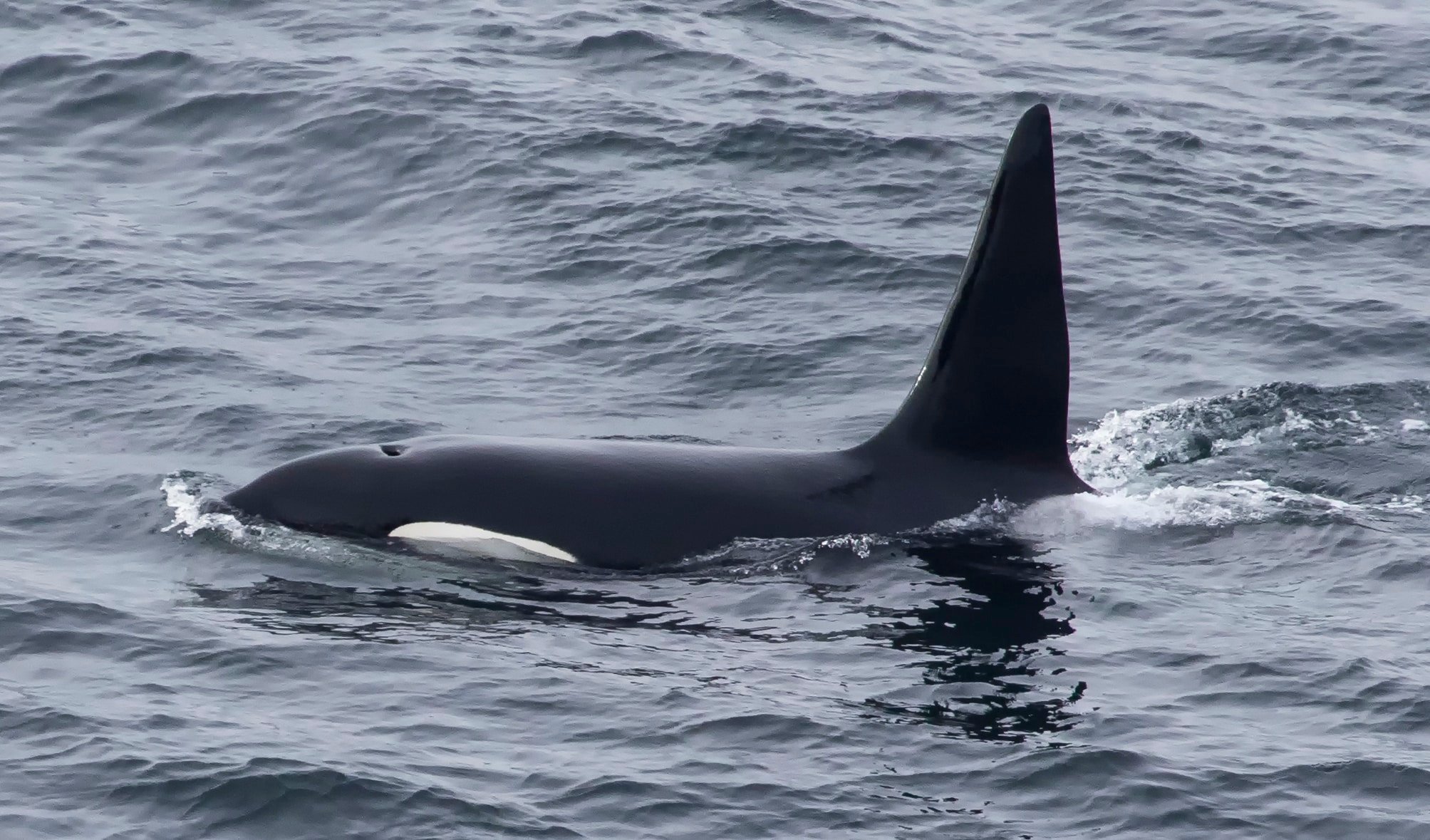 killer whales jumping at night