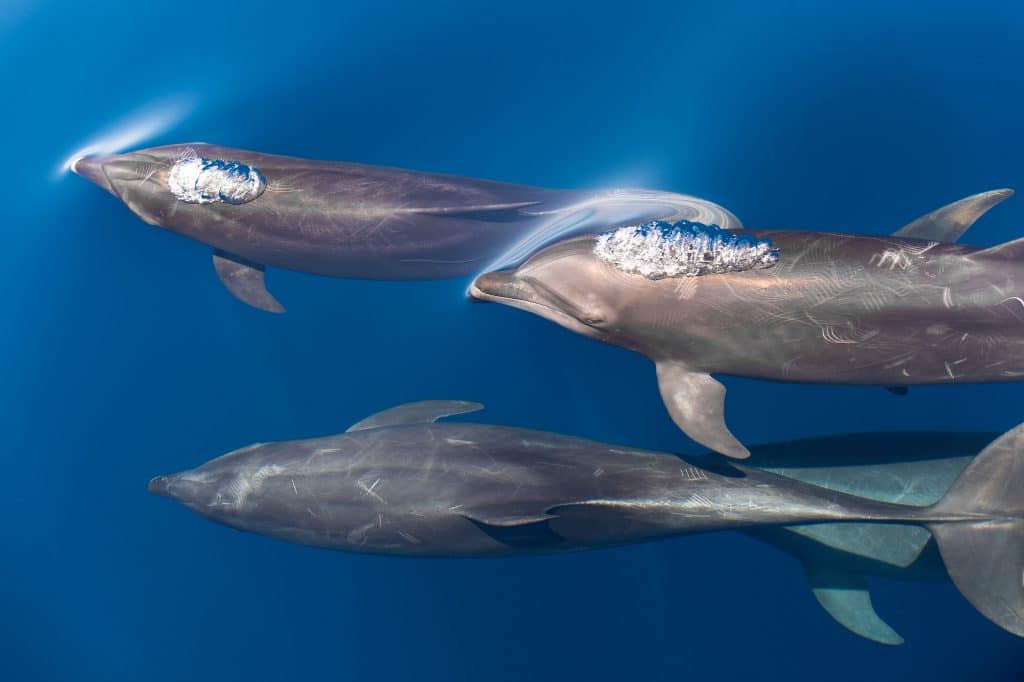 Bottlenose dolphins © Christopher Swann