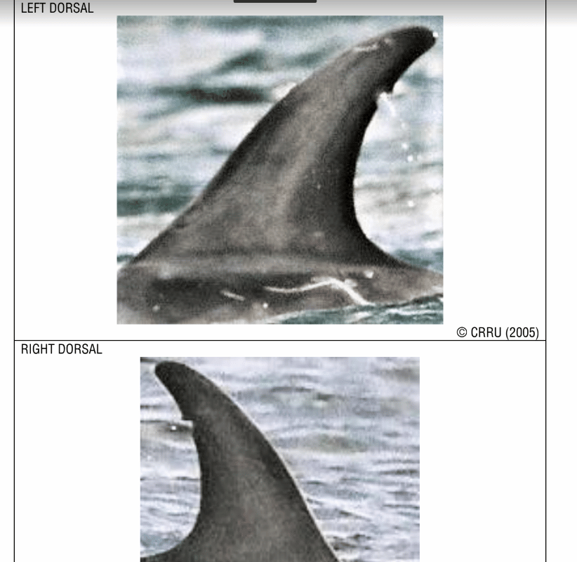 Image from one of the WDC Risso's dolphin research catalogues