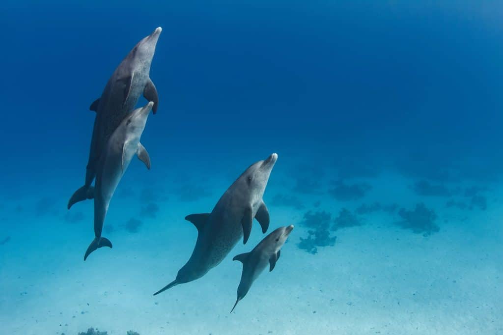 Dolphins underwater. Image Willyam Bradberry