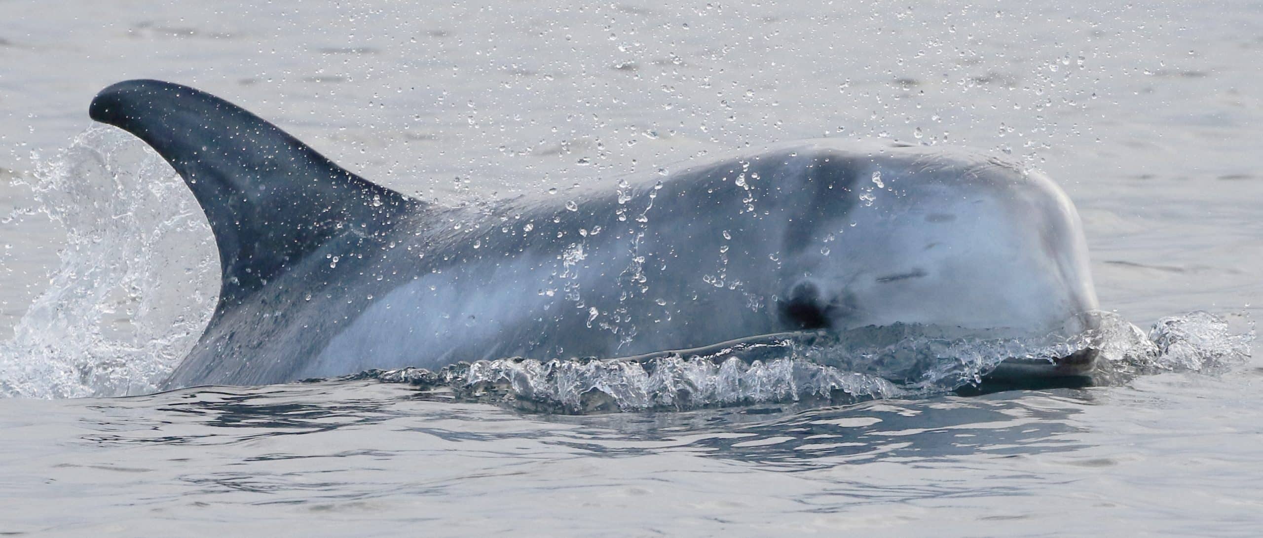Risso's dolphin at surface