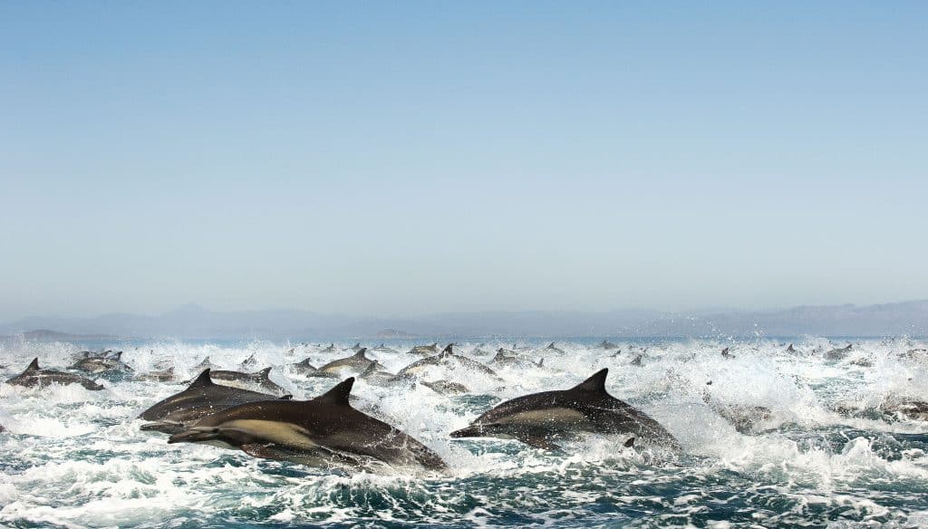 A group of common dolphins surface at speed