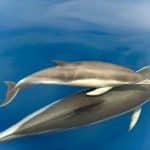 A common dolphin with her calf