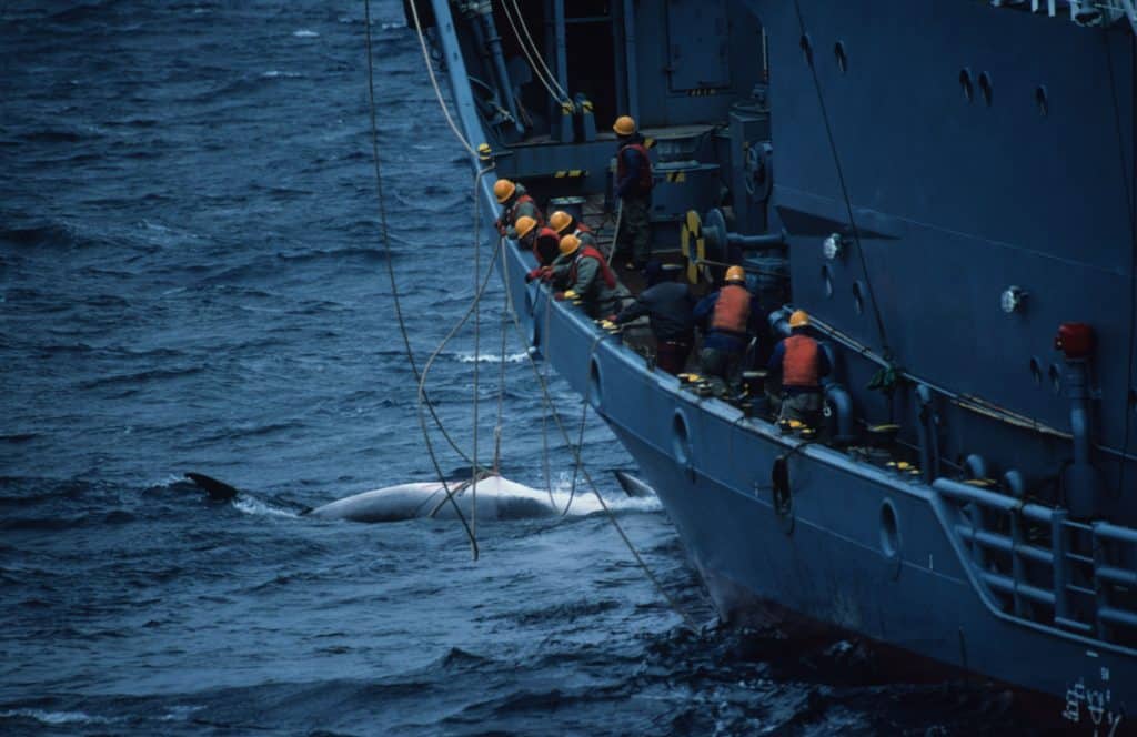 Japanese whalers kill a whale despite little market for the meat. Photo: © Mark Votier.