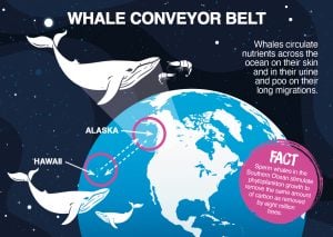 Whale conveyor belt illustration