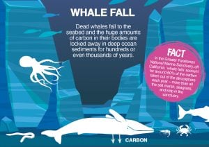 Whale Fall illustration