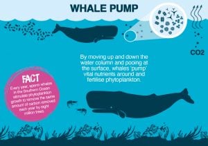 Whale pump graphic