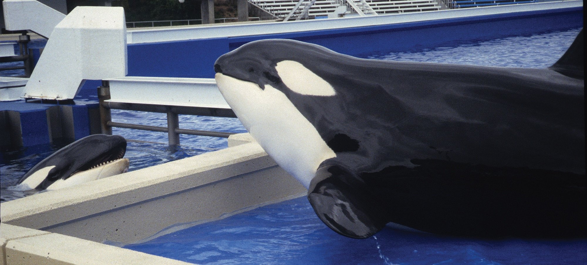Orcas in captivity