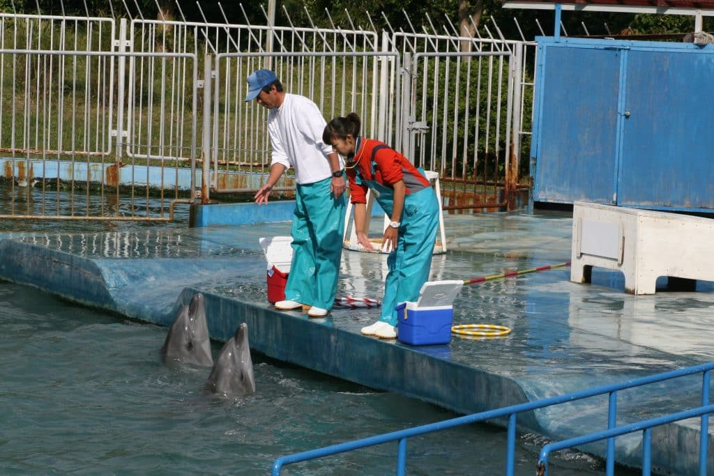 Some dolphins are taken alive and trained for a life in captivty