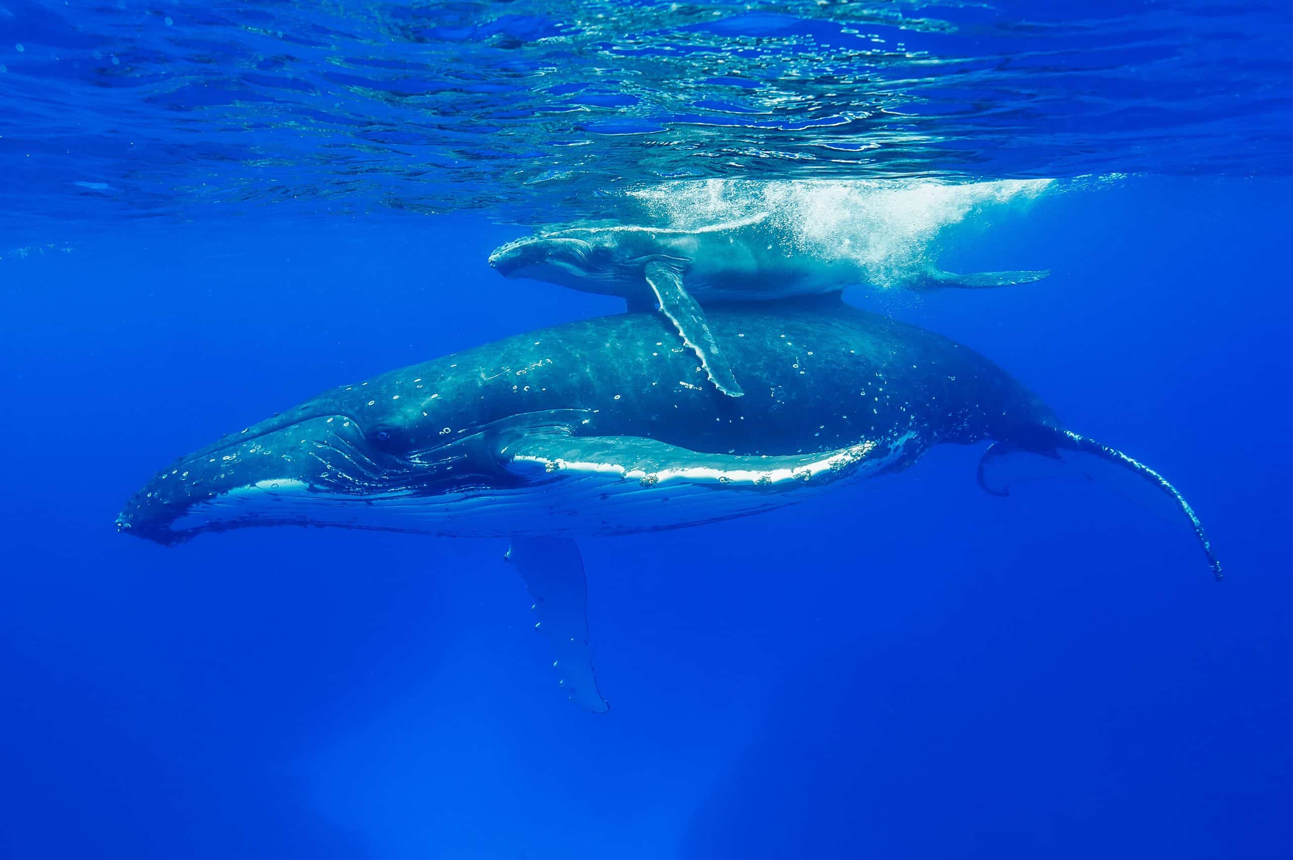 Humpback whale (megaptera novaengliae) A baby humpback piggybacking on its mother. Tonga