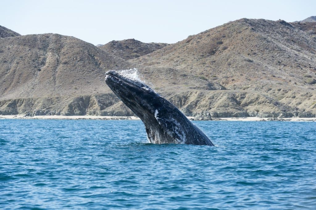 Gray whale off the coast of Baja California/Mexico.