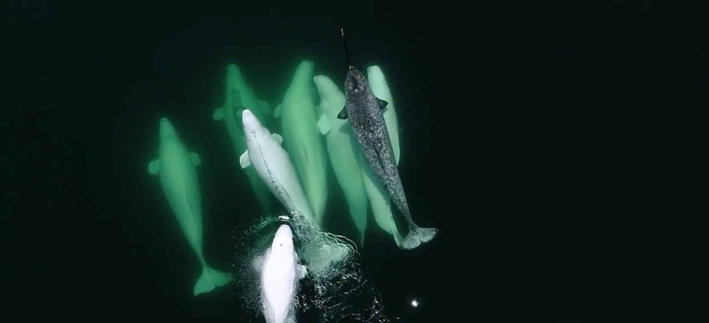 Narwhal with beluga whales