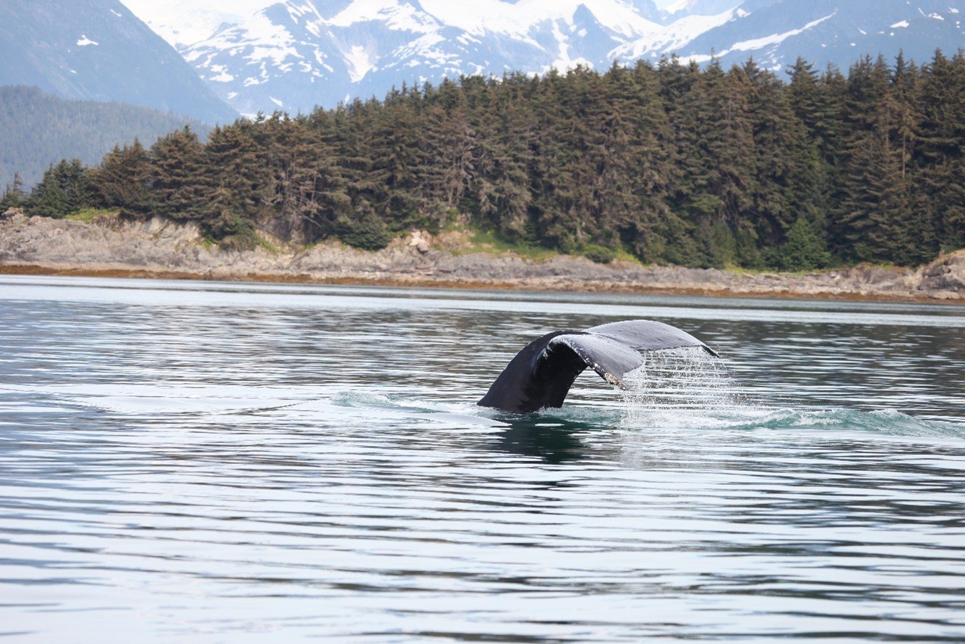 Humpback whale fluke in Alaska.