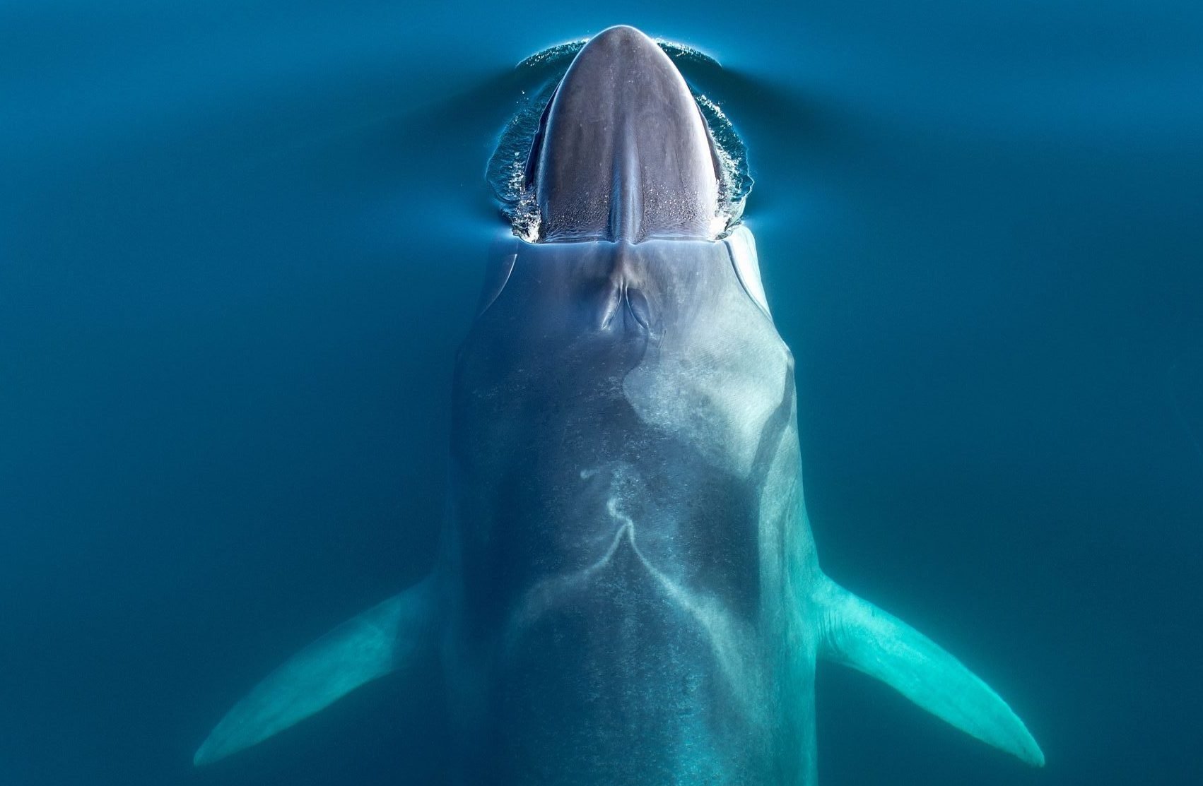 Fin whale head