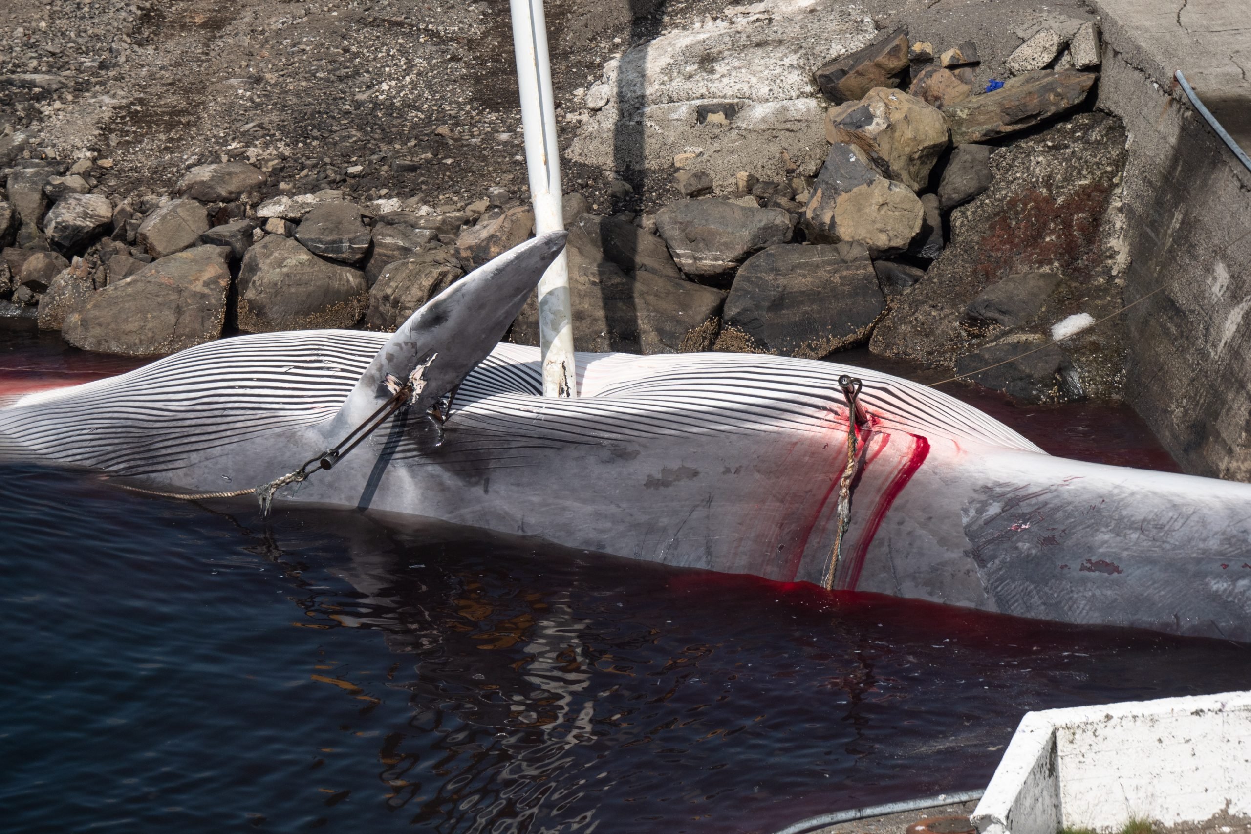 No whale should suffer like this ©  Hard to Port