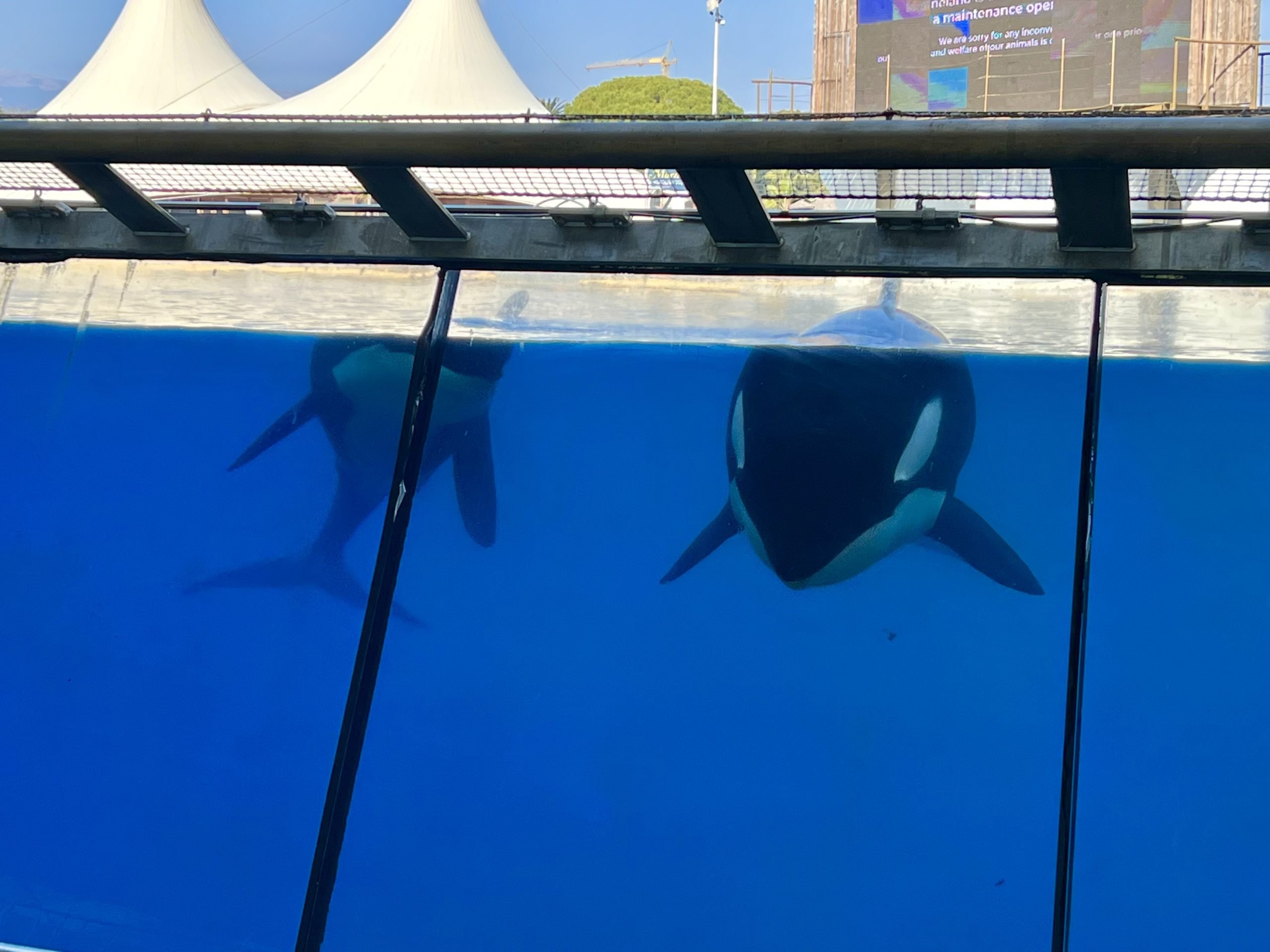 Beluga from Marineland sent to U.S. aquarium dies