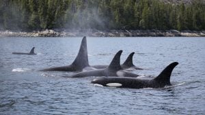Simoom with her orca family