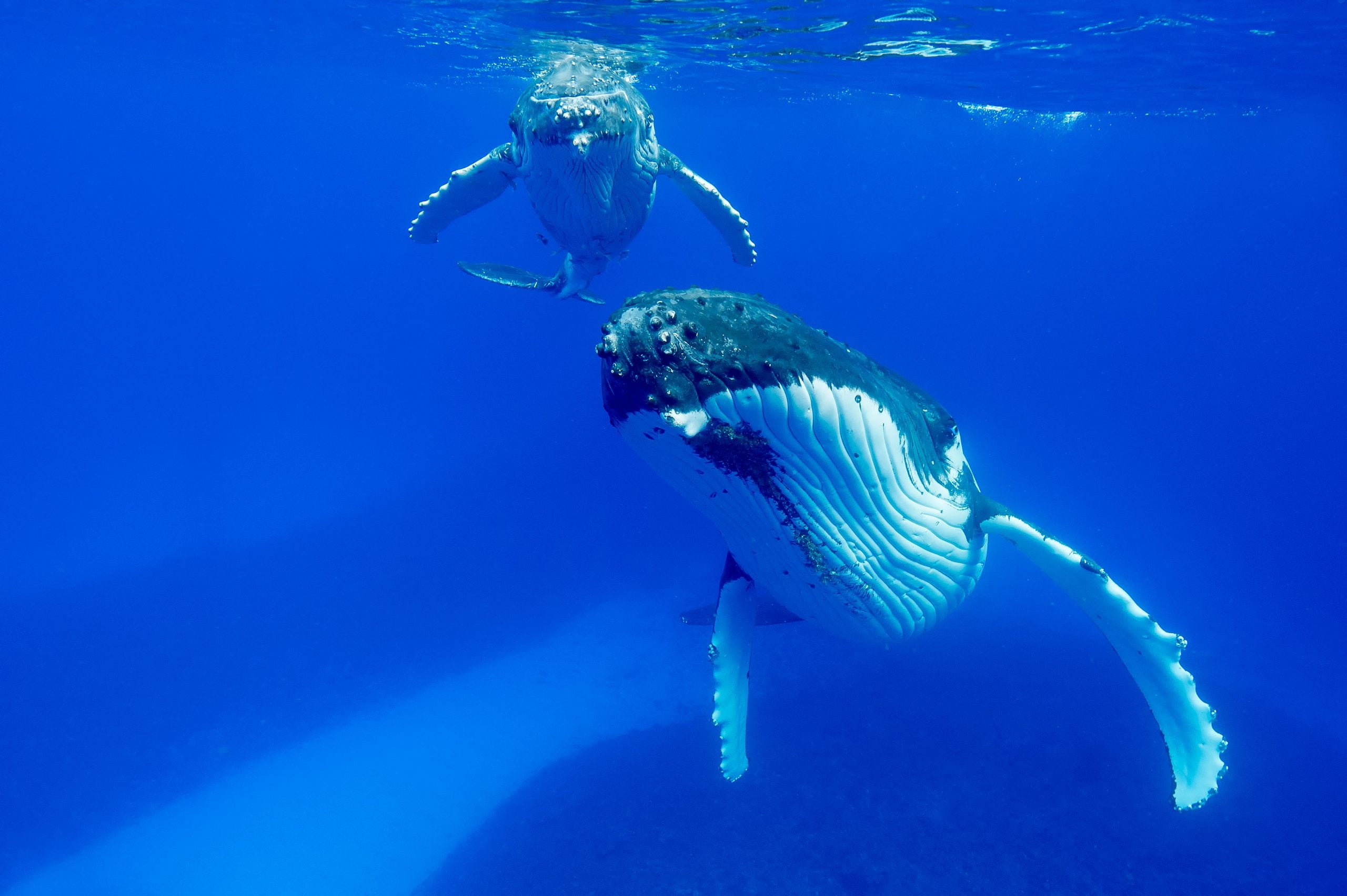 Humpback whale and calf