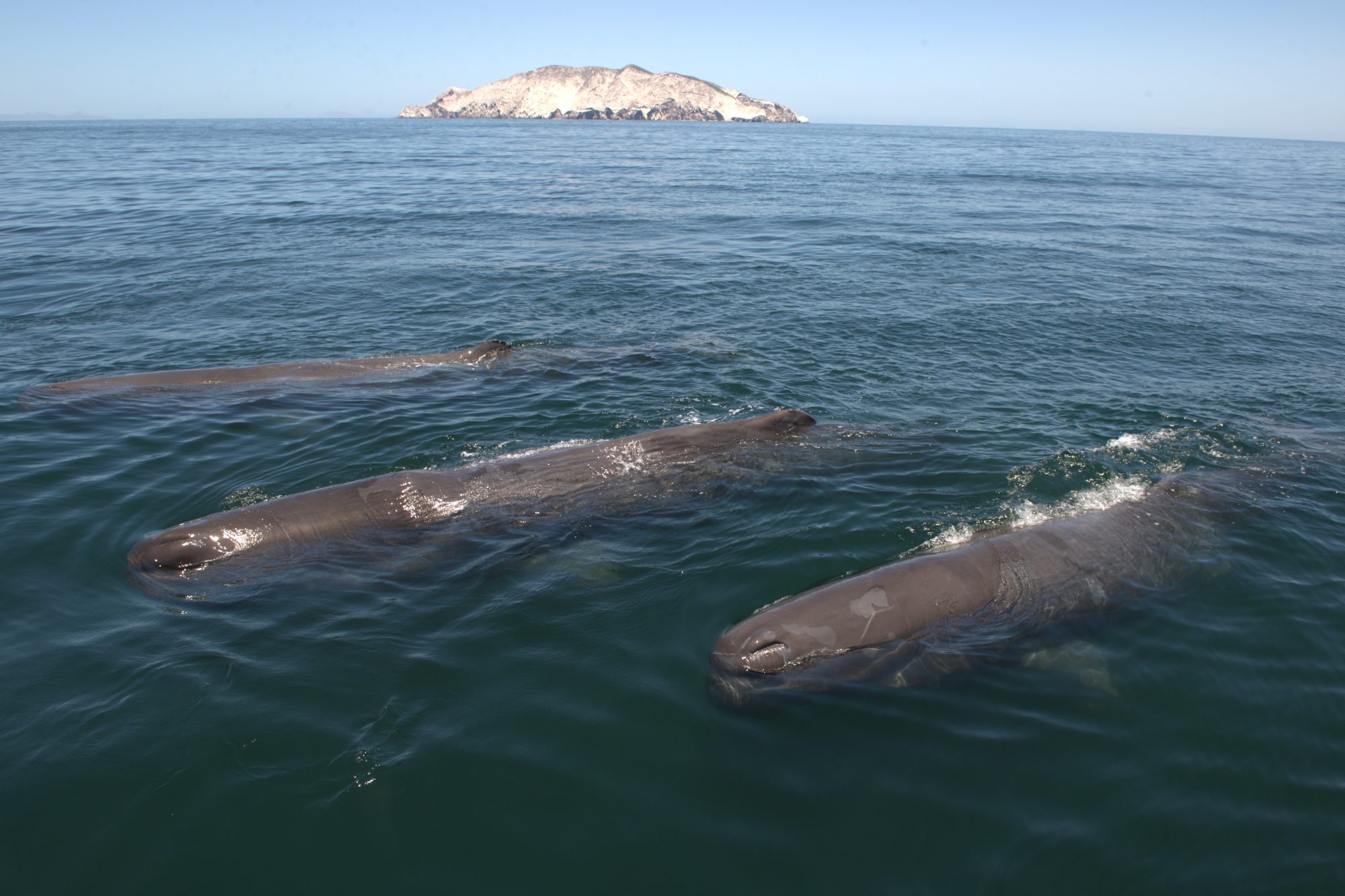 Creating a safe haven for whales and dolphins in the Southern Ocean ...