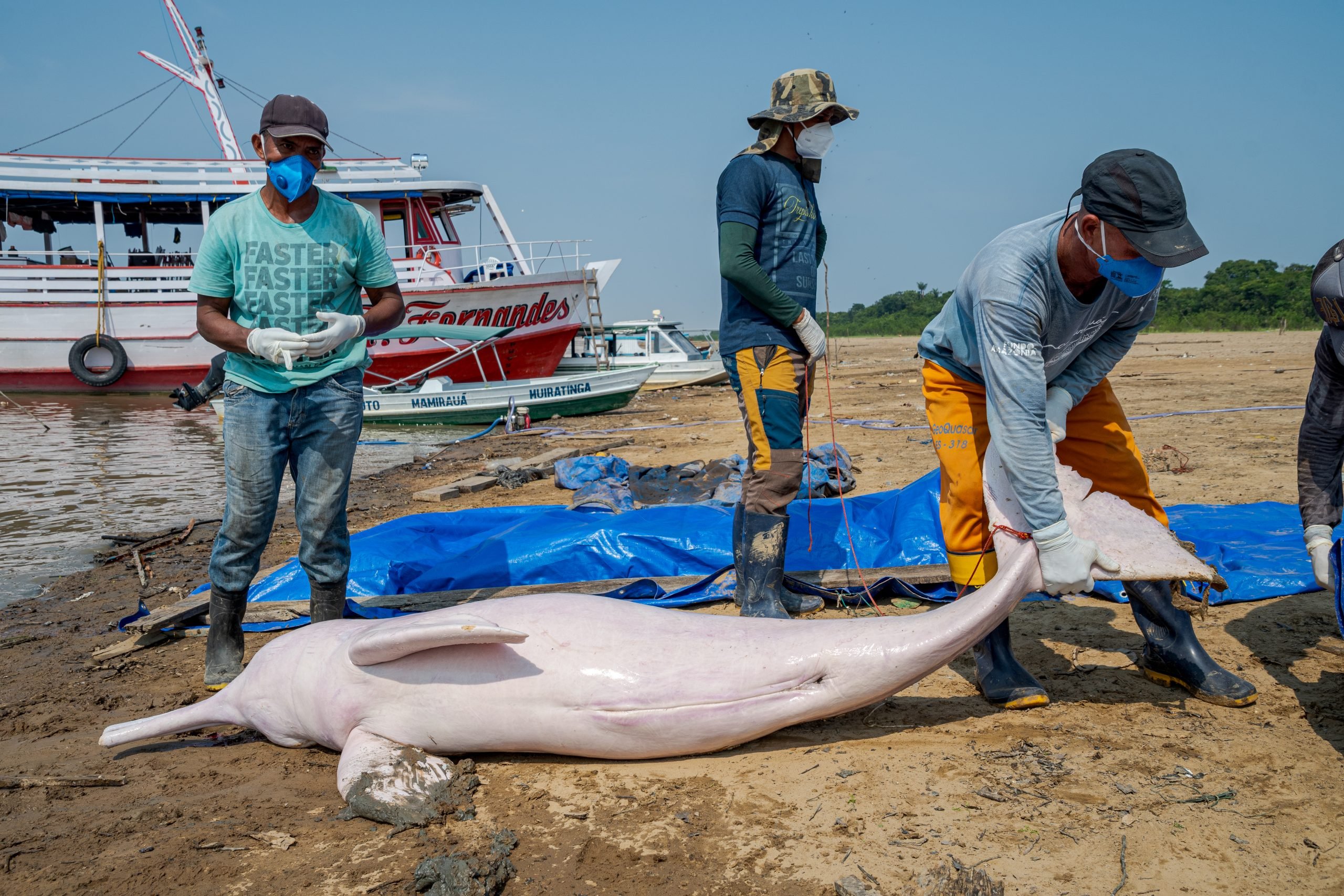Amazon River dolphin dies after drought and extreme heat