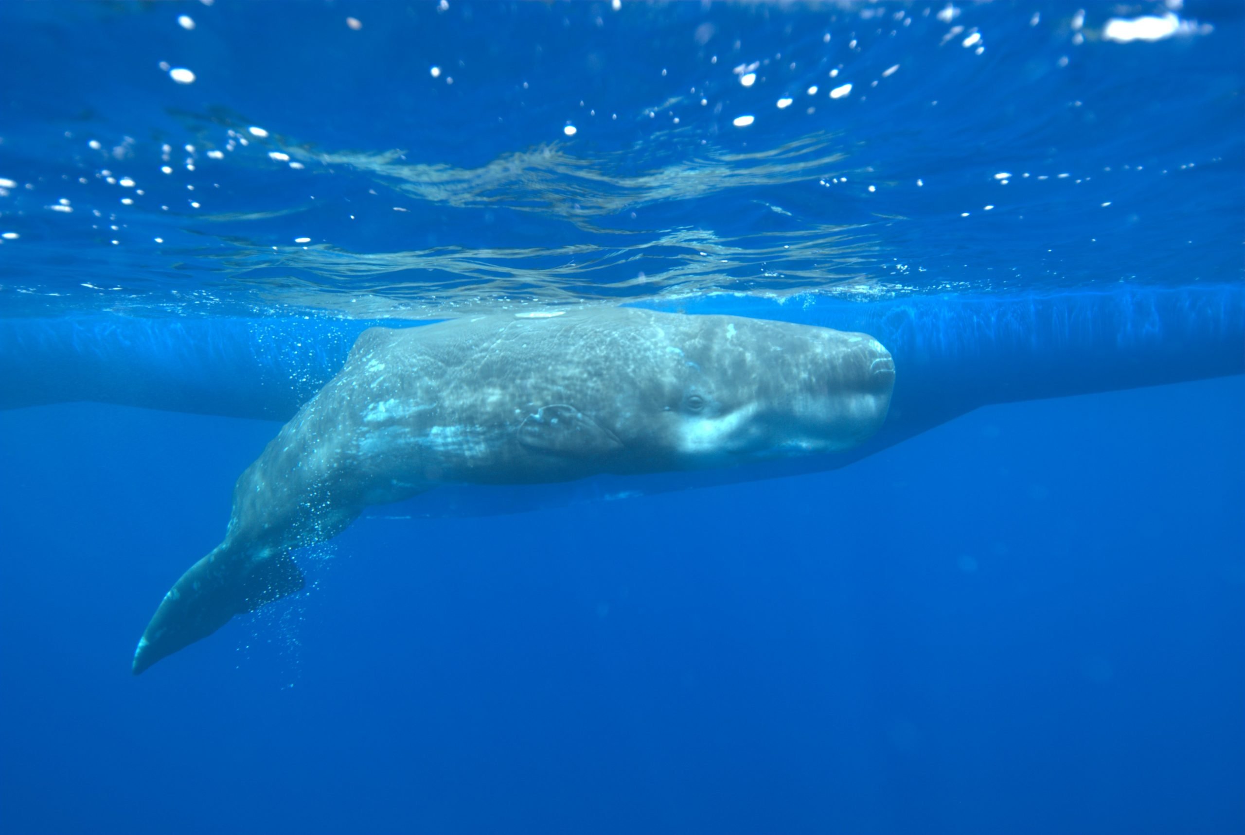 Sperm whale calf