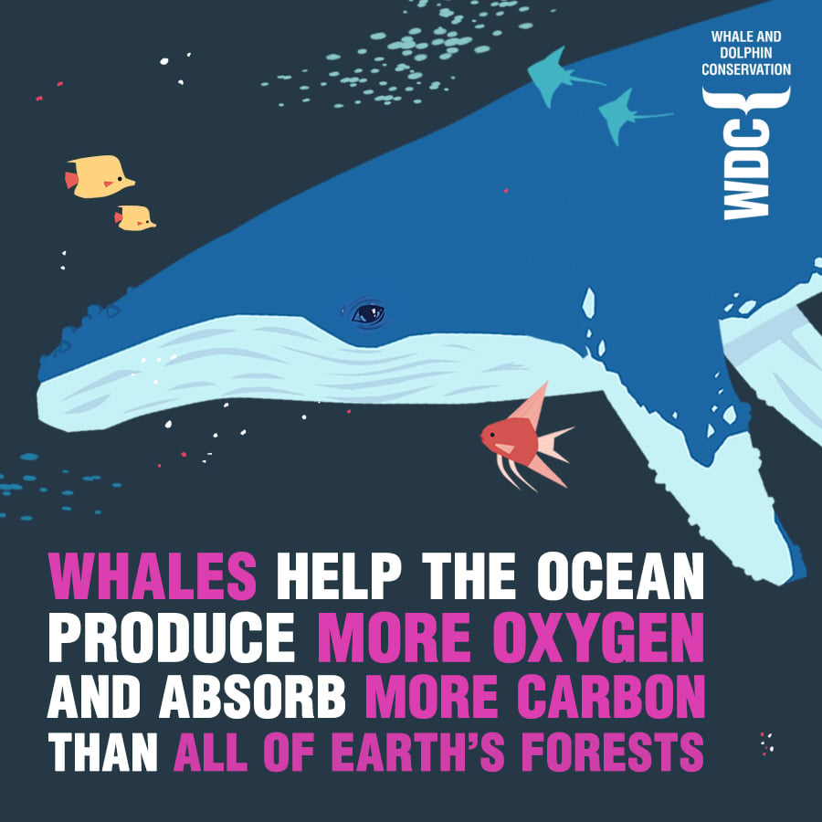 Whales help the ocean produce more oxygen and absorb more carbon than all of Earth's forests