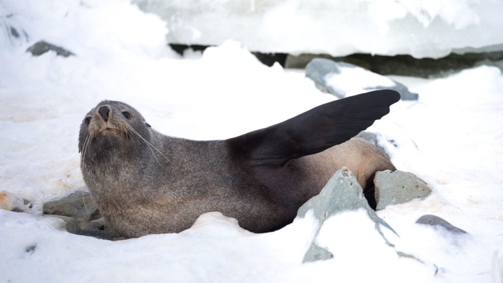 Creating a safe haven for whales and dolphins in the Southern Ocean ...