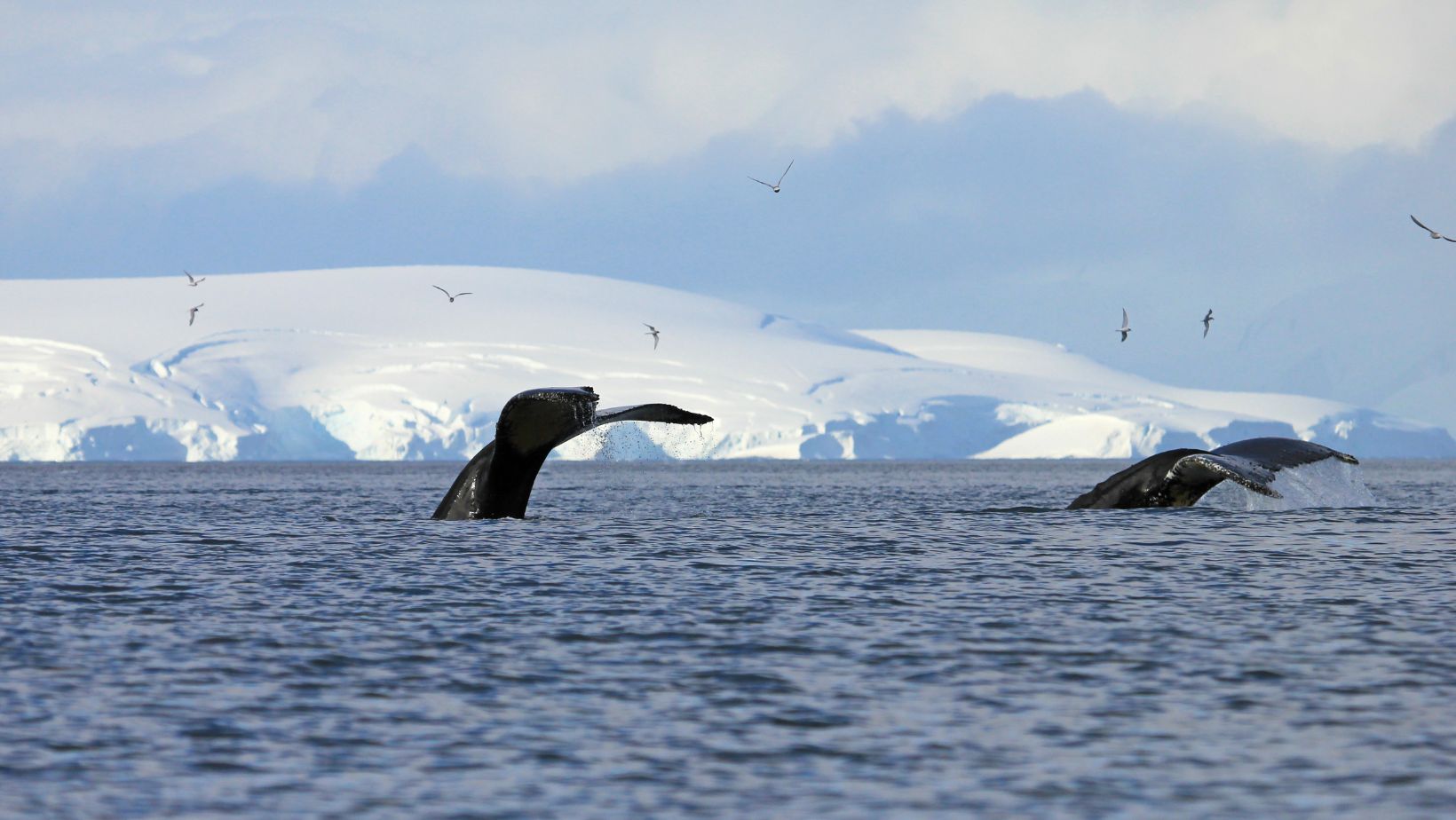 Whales diving below the surface with their flukes above the water and ice caps in the distance.