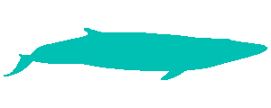 Fin whale illustration