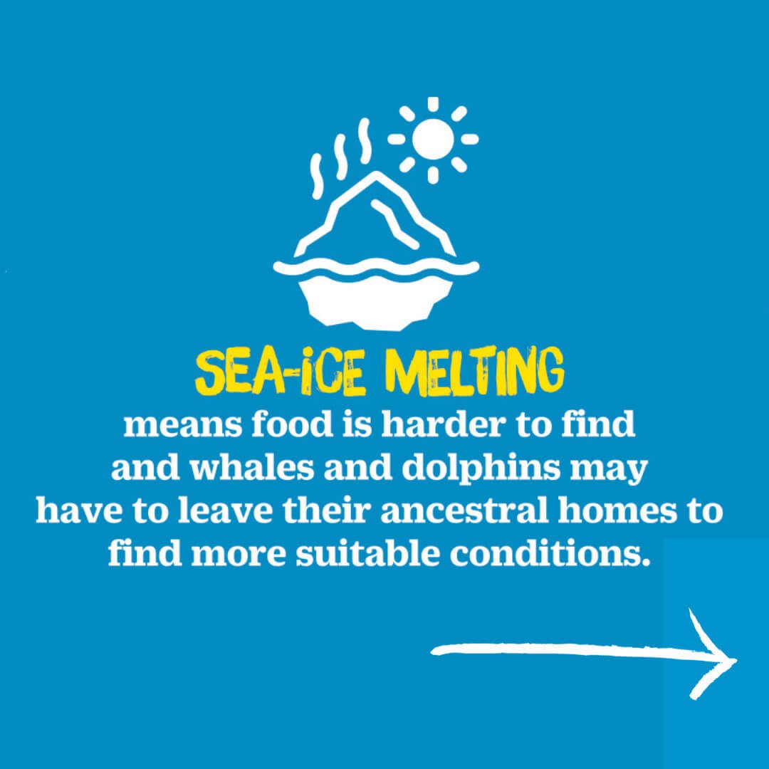 Sea-ice melting means food is harder to find and whales and dolphins may have to leave their ancestral homes to find more suitable conditions.
