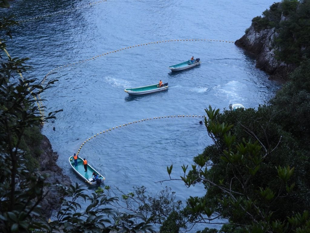 Taiji's cove with boats rounding up dolphins to be slaughtered or sold to aquraiums