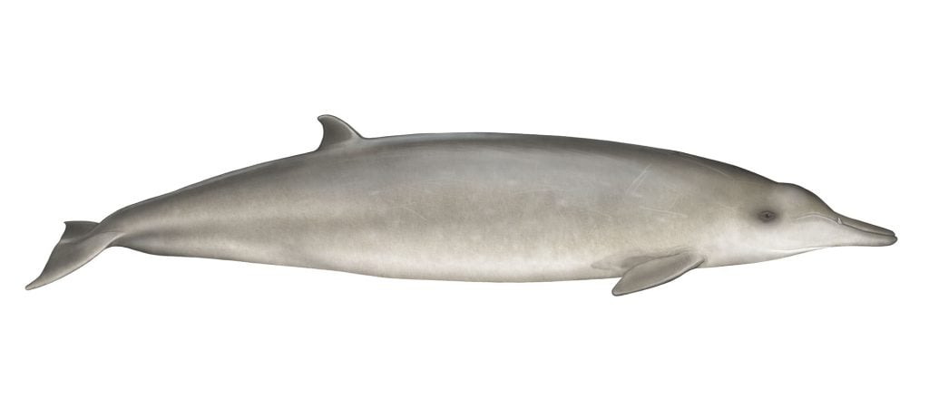 Sowerby's beaked whale illustration
