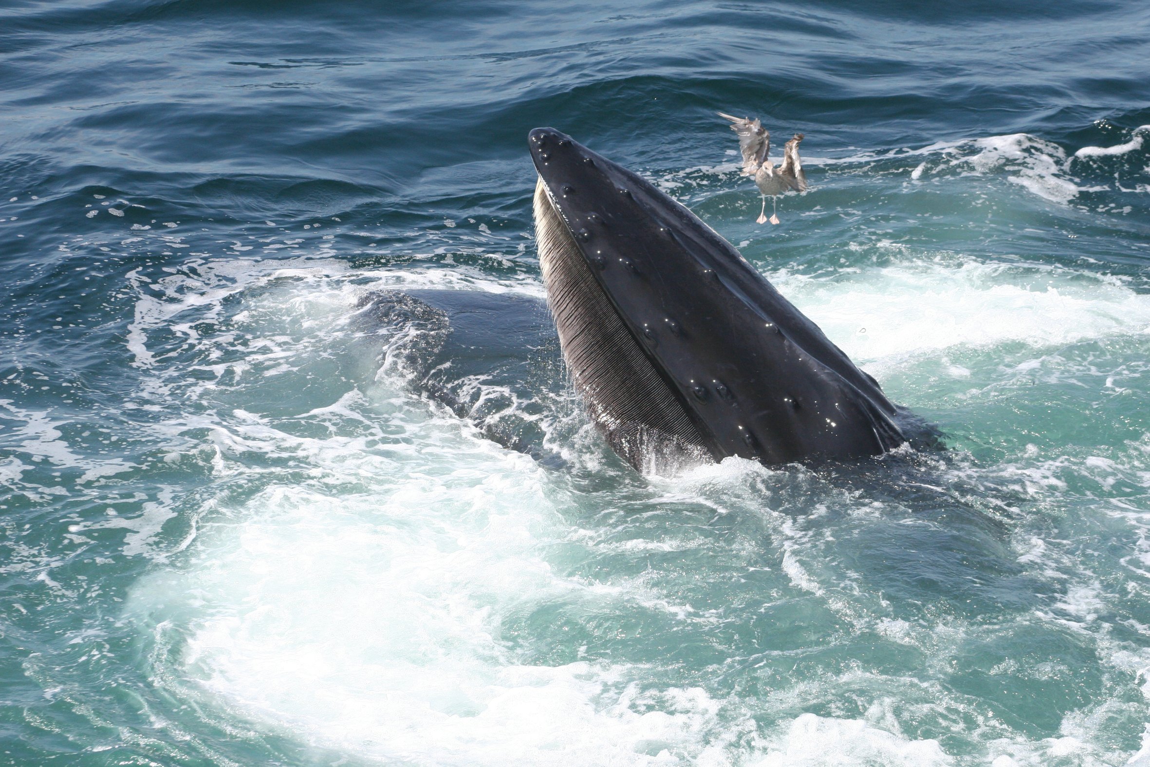 Humpback whale feeding