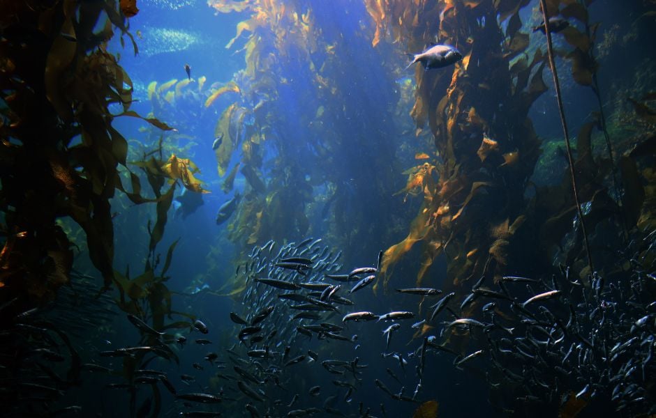 Kelp ecosystems are vital for the health of the ocean and the health of our planet.