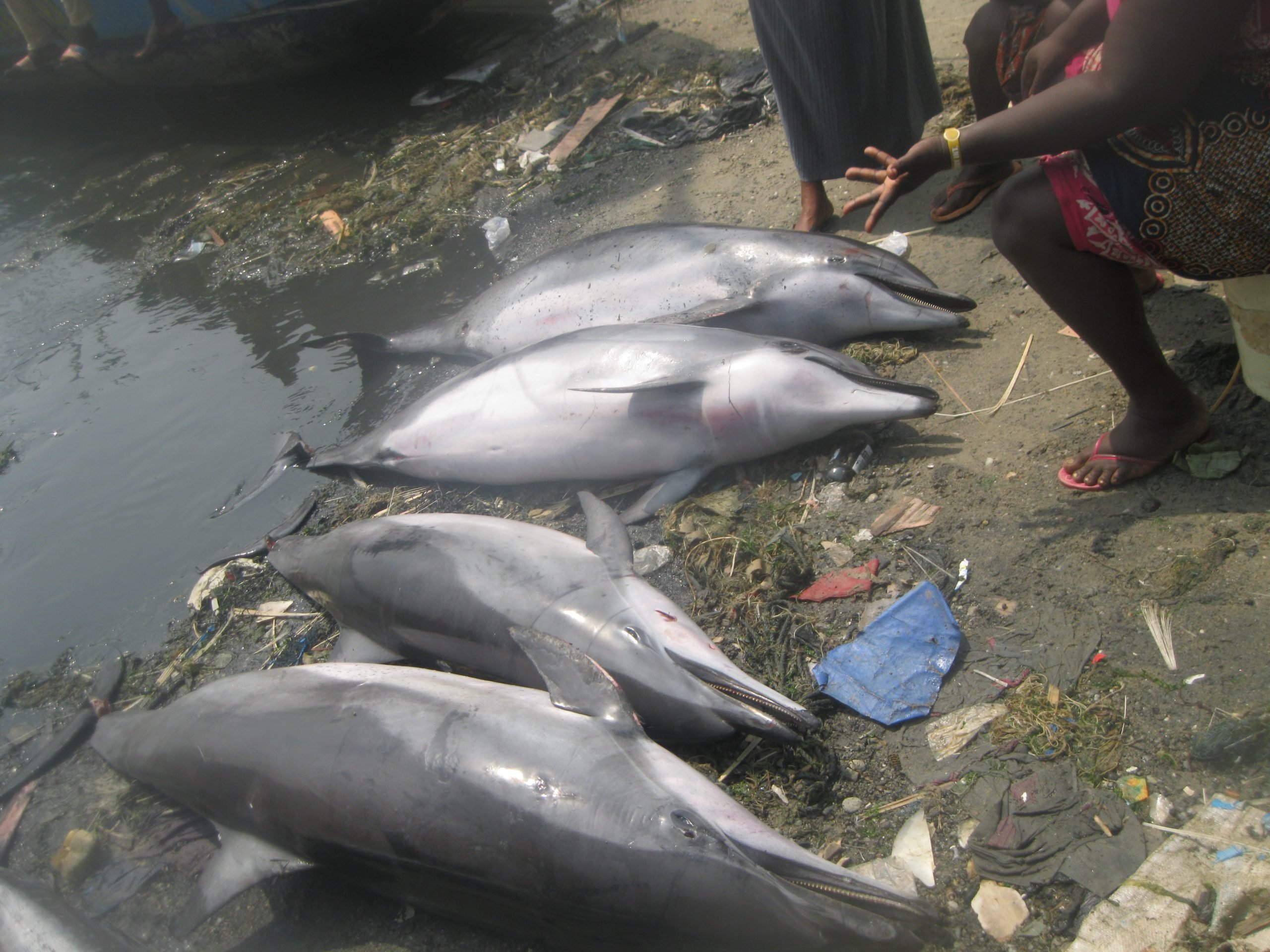 Hunted Clymene dolphins, Ghana