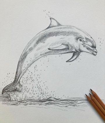 Realistic pencil drawing of a dolphin on Craiyon