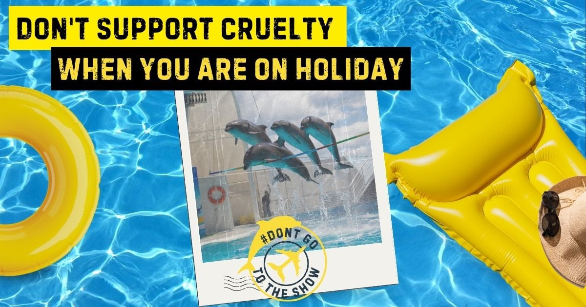 Don't Go To The Show Campaign - Whale And Dolphin Conservation