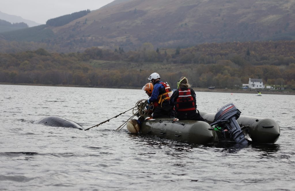 Rescuers on boat trying to disentangle a humpback whale