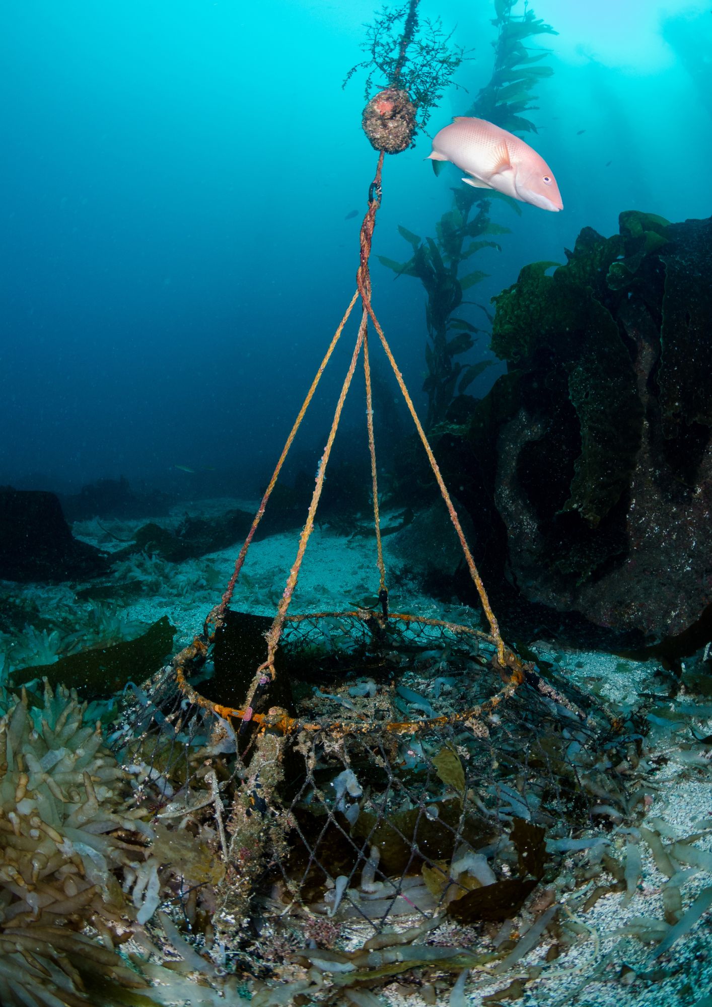 Abandoned haul net