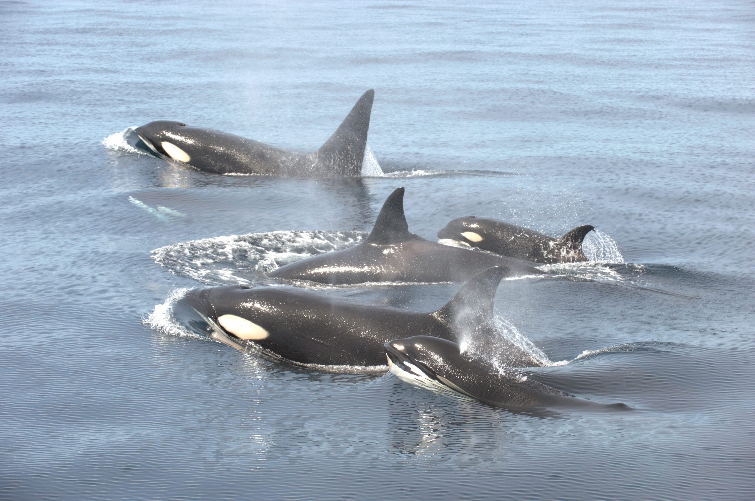 Group of orcas including a calf