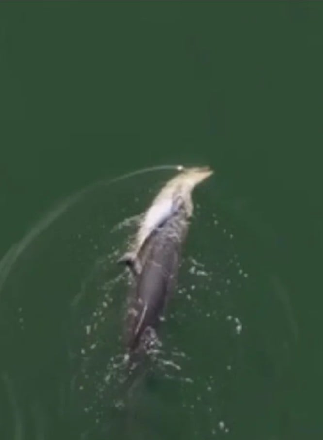 Dolphin and dead calf credit Geographe Marine Research Aug26