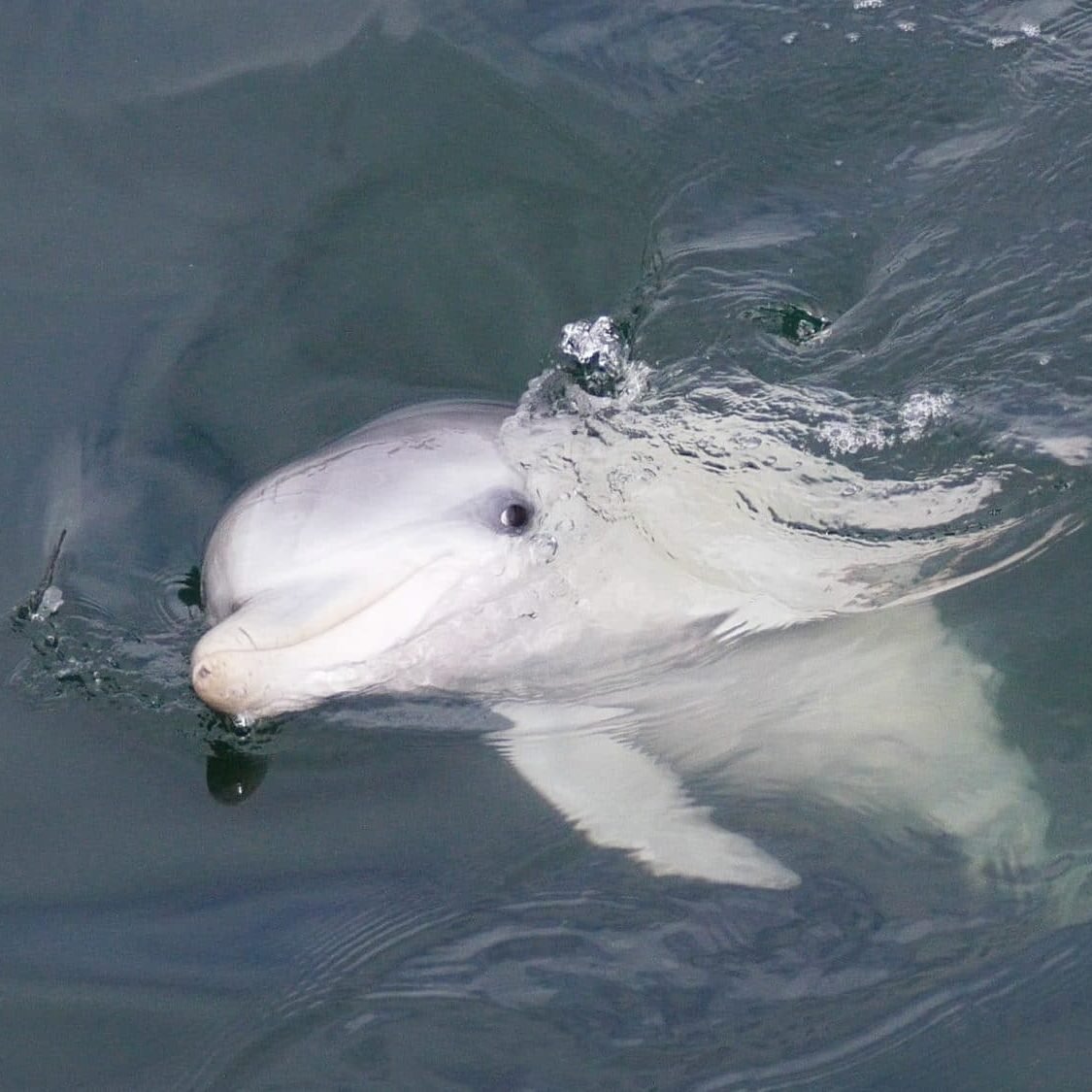 Squeak, one of the Port River dolphins